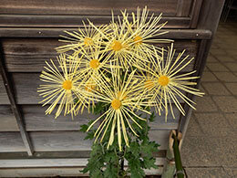 天空の花火