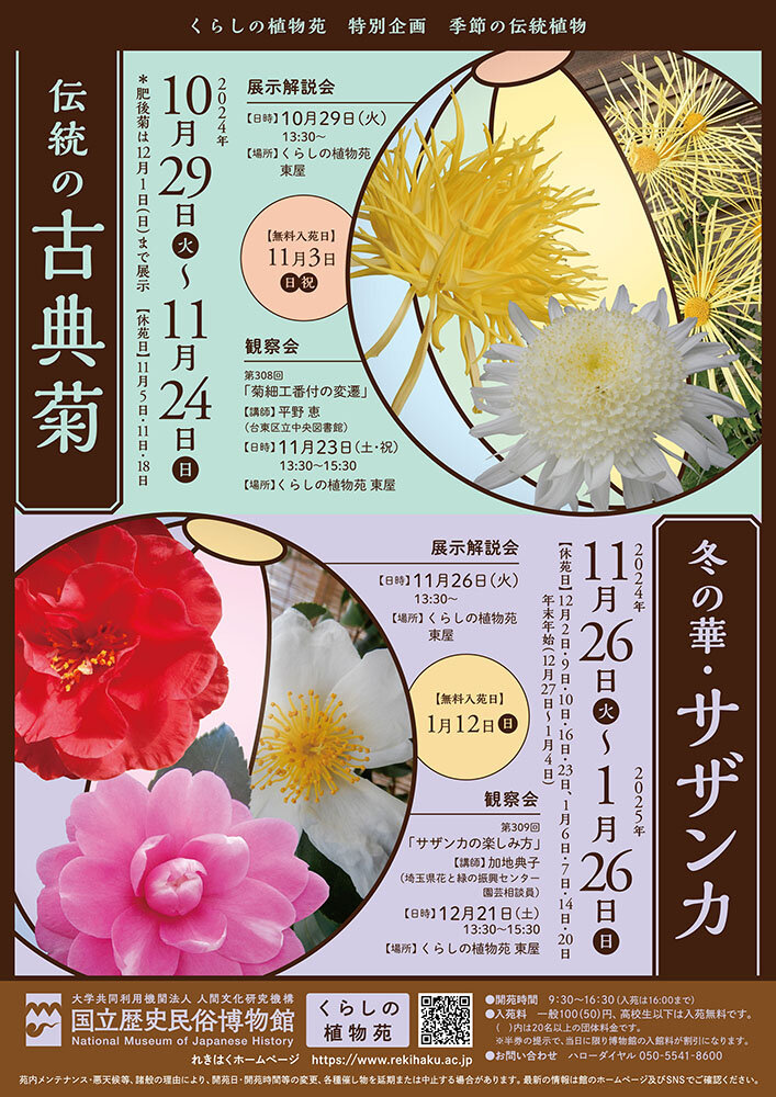 「伝統の古典菊」（2024年度）