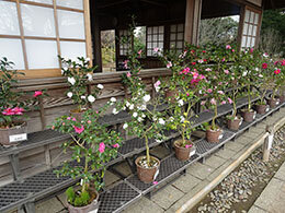 展示風景（東屋）